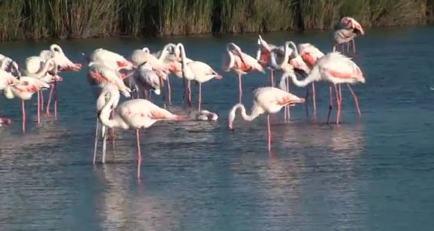 flamants roses camargue